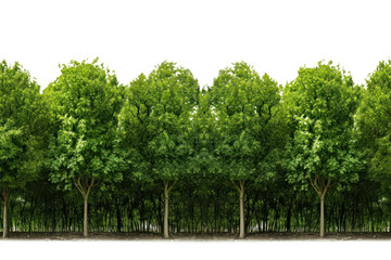 green tree forest and leaves in summer Rows of trees and shrubs On a transparent background. Isolated.