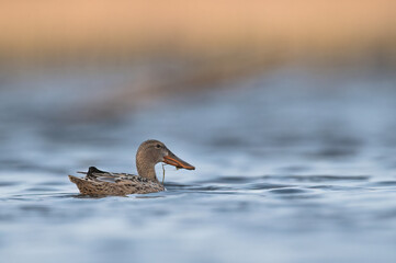 kaczka płaskonos © Huerto