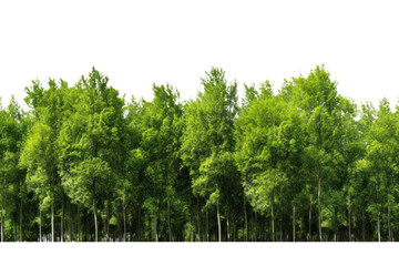 green tree forest and leaves in summer Rows of trees and shrubs On a transparent background....
