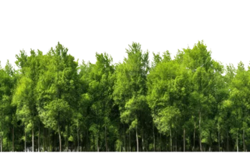 Foto op Aluminium green tree forest and leaves in summer Rows of trees and shrubs On a transparent background. Isolated. © venusvi
