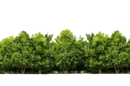 green tree forest and leaves in summer Rows of trees and shrubs On a transparent background. Isolated.
