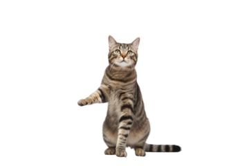 Tabby cat standing on two legs with paws, transparent background. Isolated.
