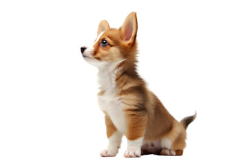 Pembroke Welsh Corgi puppy standing on its hind legs against a transparent background. Isolated. - obrazy, fototapety, plakaty