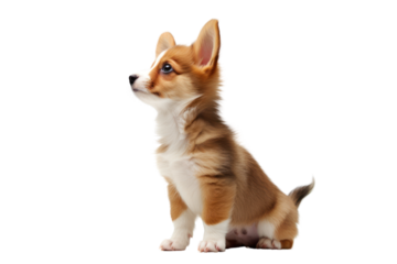 Pembroke Welsh Corgi puppy standing on its hind legs against a transparent background. Isolated.