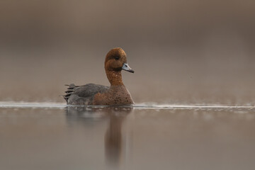kaczka świstun  © Huerto