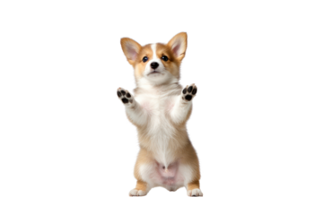 Pembroke Welsh Corgi puppy standing on its hind legs against a transparent background. Isolated.