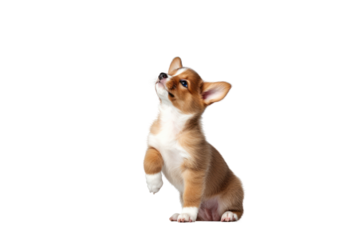 Pembroke Welsh Corgi puppy standing on its hind legs against a transparent background. Isolated.
