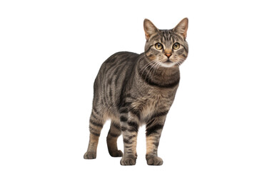 Tabby cat standing on two legs with paws, transparent background. Isolated.