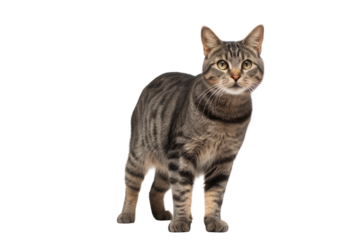 Tabby cat standing on two legs with paws, transparent background. Isolated.