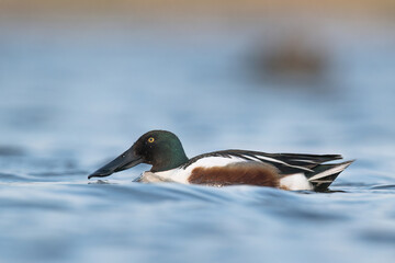 kaczka płaskonos © Huerto