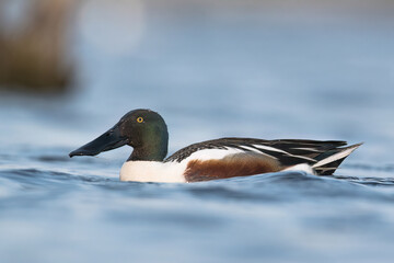 kaczka płaskonos © Huerto