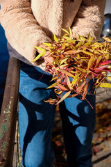 A bunch of autumn leaves in a woman's hands. Sunny day. Hard shadows. Positive emotions.