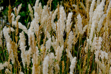 Beautiful plants in the sun. The beauty of nature can be found everywhere - plants so strong and...