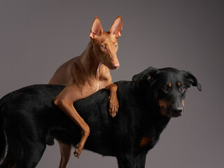 A vigilant Beauceron stands beside a poised Pharaoh Hound, both portraying calmness and alertness...