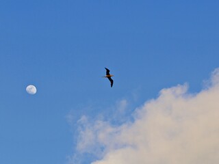 Fliegender Sturmvogel