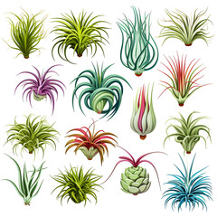 Set of Air plant tillandsia botanical illustration isolated on white background