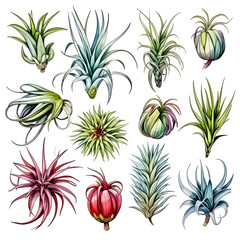 Set of Air plant tillandsia botanical illustration isolated on white background