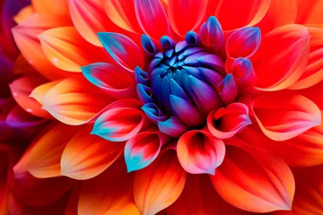 Plexiglas foto achterwand Macro of a dahlia with vibrant petals from red to blue, artistic and saturated detail. © EricMiguel