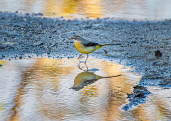 Yellow wagtail walking in a pool of water