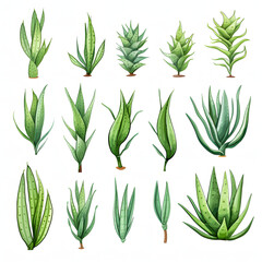 Set of green aloe vera watercolor illustrations isolated on a white background - obrazy, fototapety, plakaty
