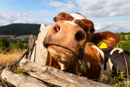 Neugieriges Rind im Sauerland