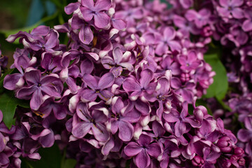 flowers - lilac
