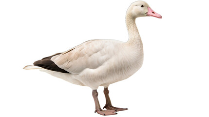 goose isolated on white transparent background PNG isolated