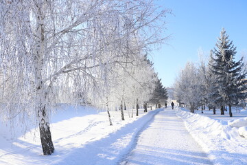 snow covered trees