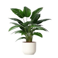 homemade green plant in a pot with large leaves on a white background