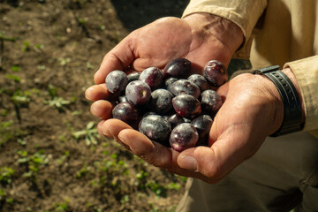 Olive harvesting in the olive fields of Andalusia