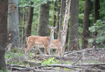 A female fallow deer standing in the forest during fallow rut.