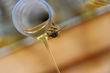 Bee perched atop the rim of a glass filled with honey, taking a sip from the liquid