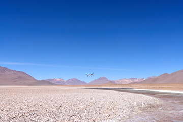 Fototapeta na wymiar Bolivia, Avaroa National Park. Two flamingos in flight over the desert.