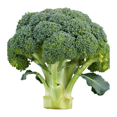 broccoli is standing isolated on transparent background