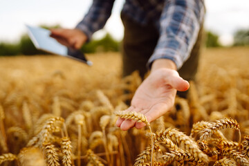 Male hands of a farmer check the quality and growth of the crop in a wheat field. An agronomist...
