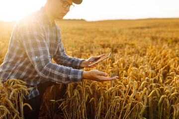 Male hands of a farmer check the quality and growth of the crop in a wheat field. An agronomist with a digital tablet checks the crop before harvesting. Business concept. A bountiful harvest. - obrazy, fototapety, plakaty
