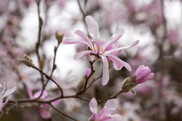 Beautiful, pink magnolia blossom in springtime
