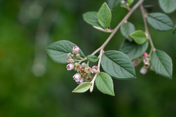 Black-berried cotoneaster flowers