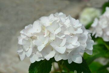 French hydrangea The Bride flowers