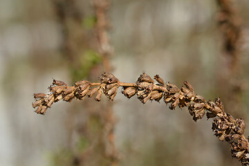 Purple loosestrife seed pods