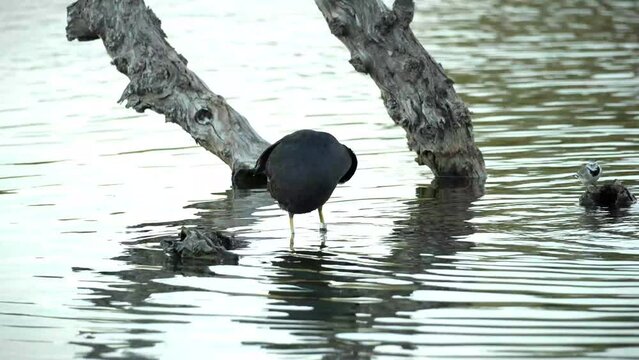 focha comun al atardecer en la charca