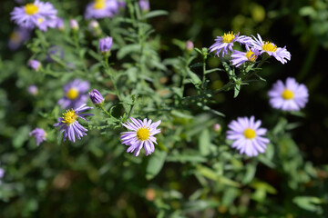 New York aster Professor Kippenberg flowers