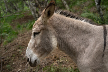 Naklejka na ściany i meble A donkey in the forest