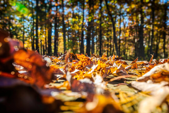 Beautiful colorful Nature Fall Scenery