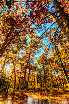 Beautiful colorful Nature Fall Scenery