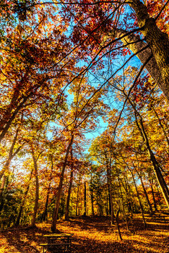Beautiful colorful Nature Fall Scenery