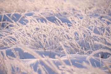 grass is covered with frost in winter