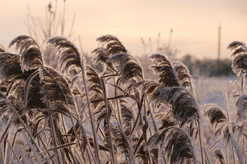 Growing Reed Covered With Hoarfrost
