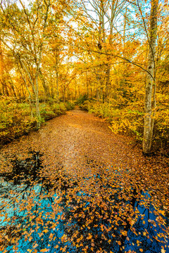 Beautiful colorful Nature Fall Scenery