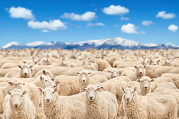 Herd of sheep - 686336600